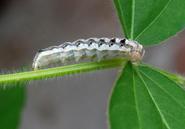 Embrapa monitora presen&ccedil;a de h&iacute;bridos de lagarta helicoverpa no Brasil