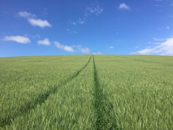 Novas cultivares s&atilde;o indicadas em Reuni&atilde;o de Pesquisa de Trigo