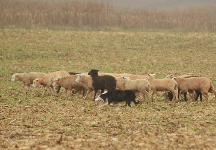 AEP e Sindicato Rural apoiaram Campeonato Brasileiro de Pastoreio realizado pela Associação Brasil Border Collie