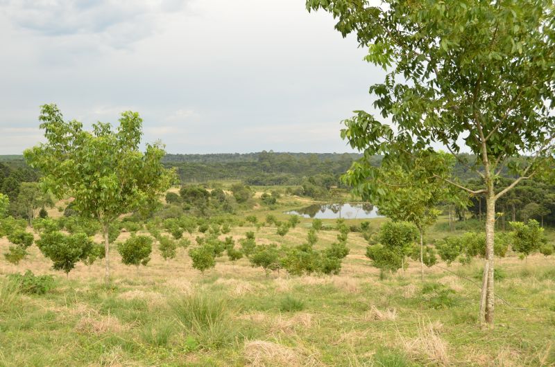 Inscrições abertas para curso de poda de nogueiras-pecã