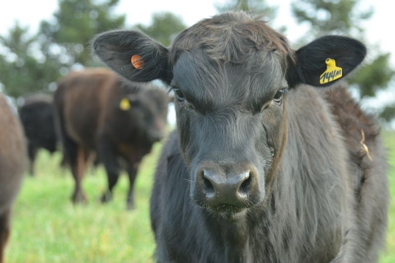 Botelho preside reunião da Comissão Técnica de Bovinocultura da FAEP na segunda-feira (16)
