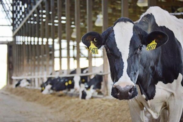 CONCEPT PLUS na produção da Vaca de 4 Eventos