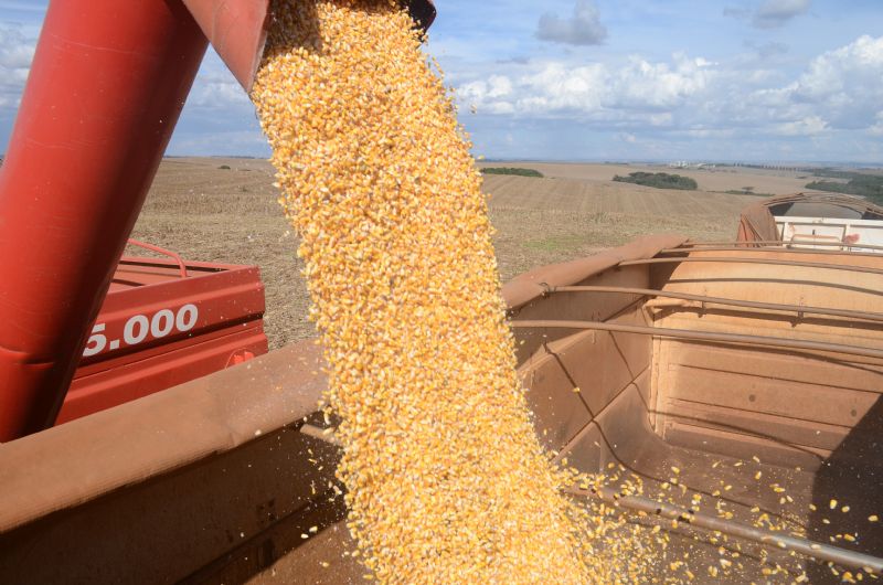  Produtividades de soja alcançam 6 mil kg/ha e de milho ultrapassam 15 mil kg/ha na região