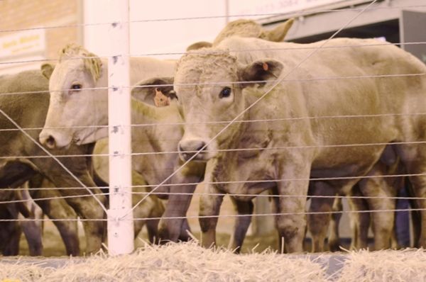 46ª Feira Estadual de Bezerros de Guarapuava será realizada apenas na internet neste domingo (3)