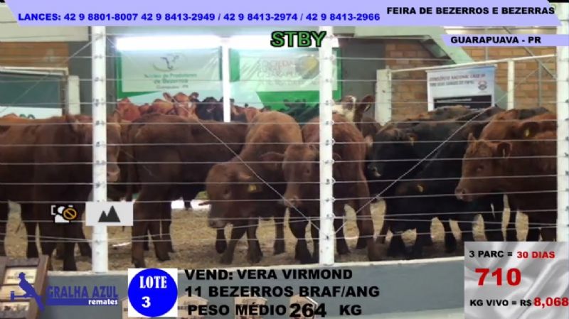 Feira de Bezerros de Guarapuava repete sucesso de forma virtual