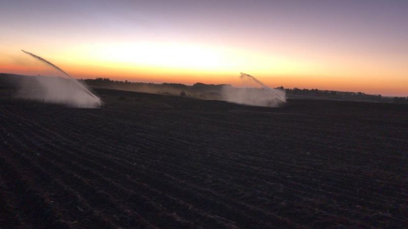 Cebola: irrigando com perseverança