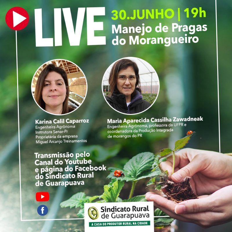  Sindicato Rural promoverá live sobre Manejo de Pragas de Morangueiro