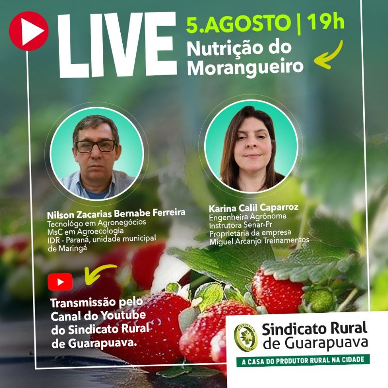 Nutrição no Morangueiro é tema da próxima live do Sindicato Rural