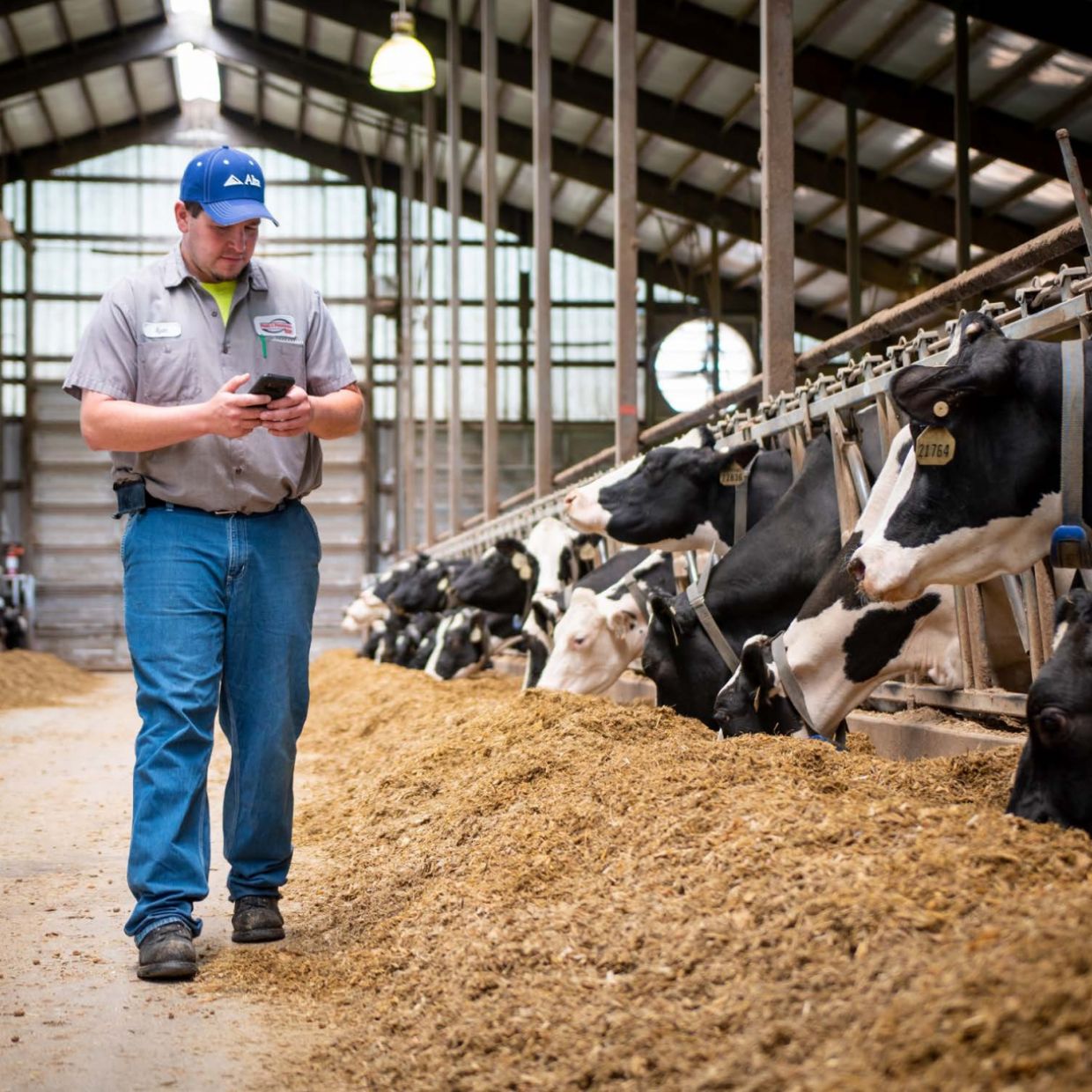 Alta lança novo aplicativo para auxiliar produtores na busca de touros 