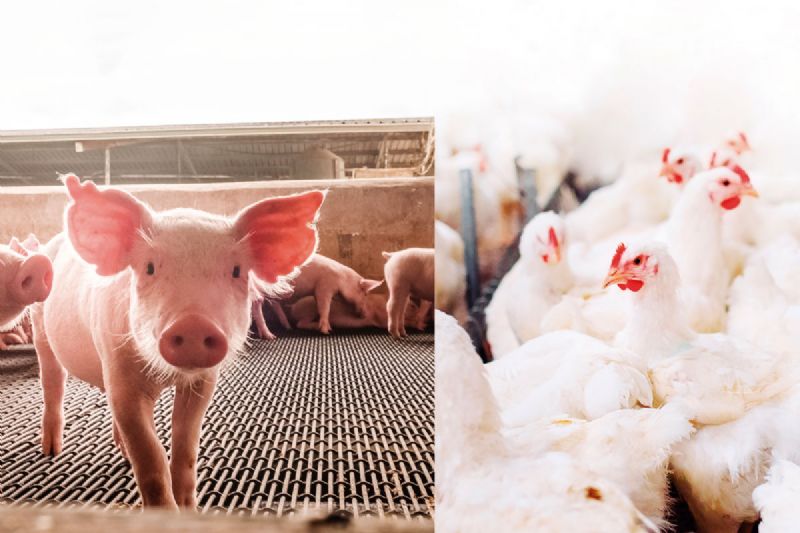 Trabalho das Cadecs do Paraná  vira referência nacional 