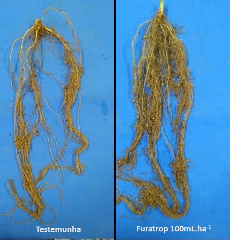 Chega ao Brasil bionematicida com tecnologia japonesa inédita