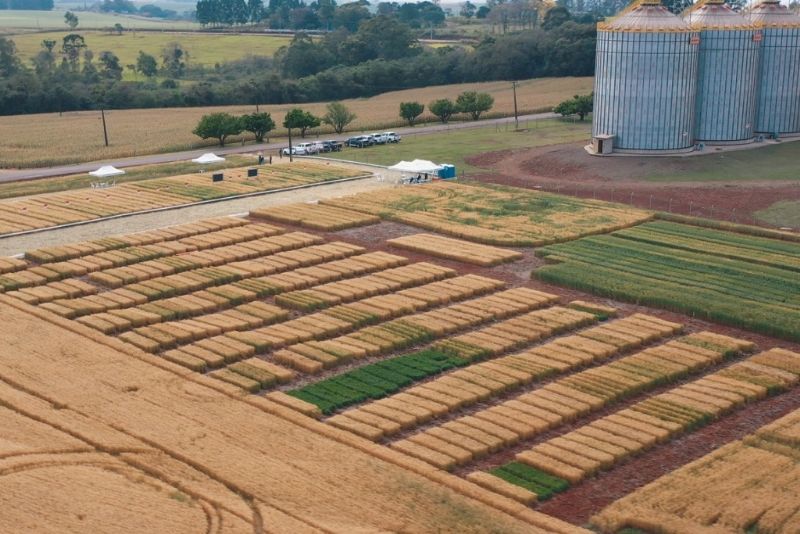  Dia de campo digital discute trigo como opção rentável e fortaleza agronômica