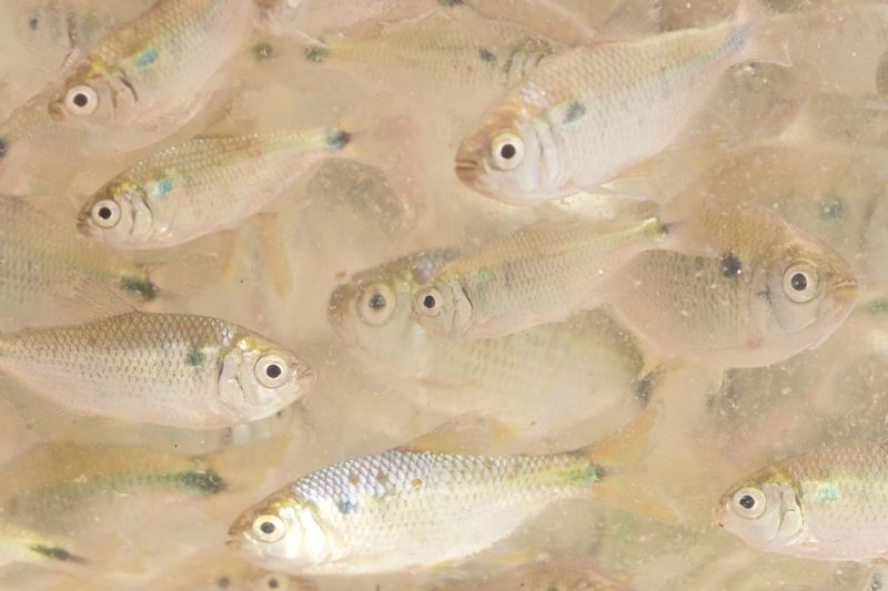 Entrega de alevinos acontece nesta sexta-feira (25), no Sindicato Rural