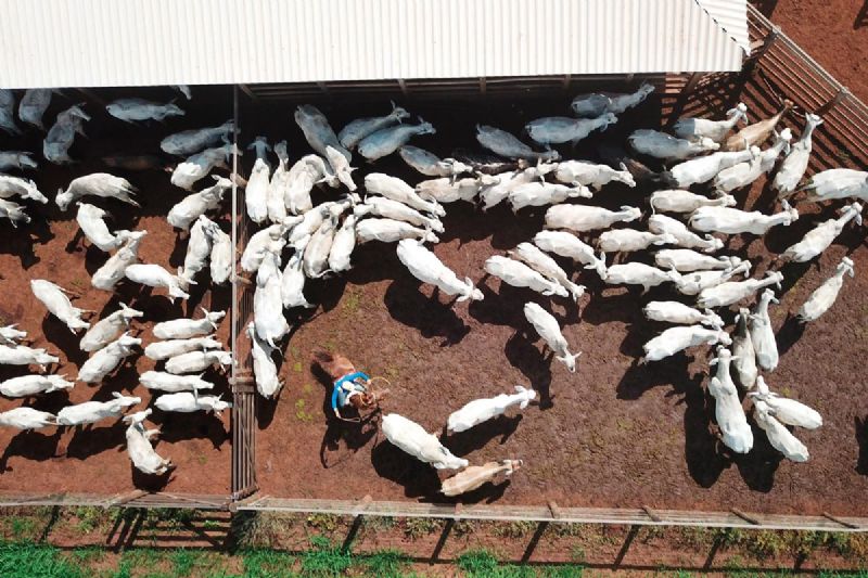 FAEP participa da criação de grupo para combate à brucelose e à tuberculose