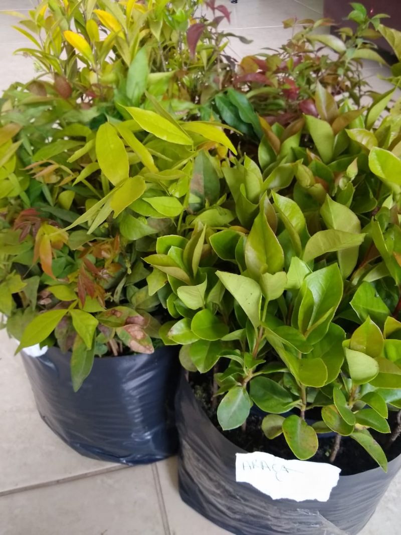 Dia da árvore: Sindicato Rural distribui mudas de árvores frutíferas em parceria com o IAP