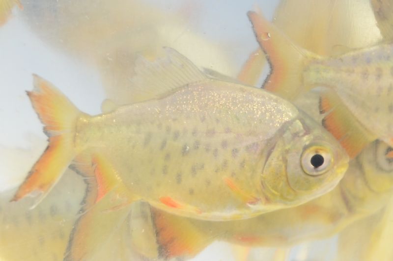  Entrega de alevinos é realizada nesta sexta-feira (23), no Sindicato Rural