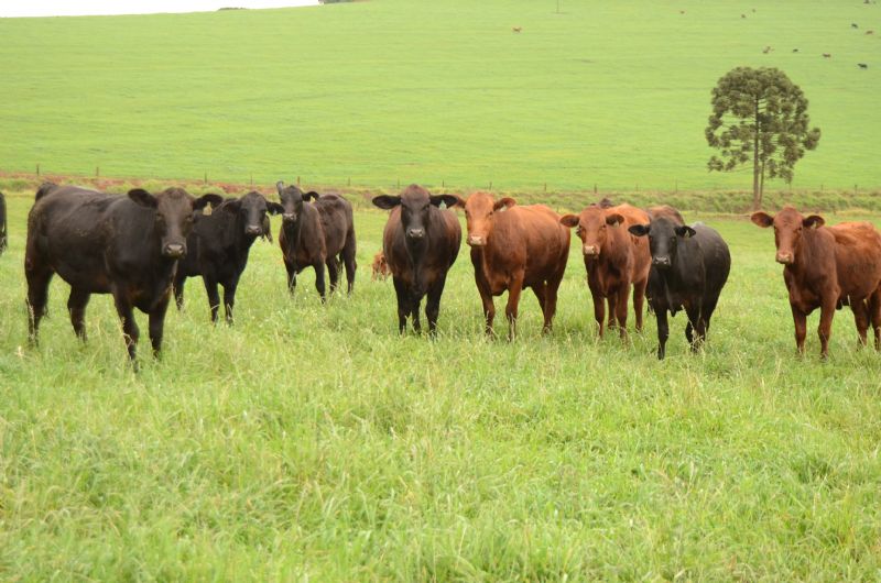 Produtores devem ficar atentos à raiva bovina