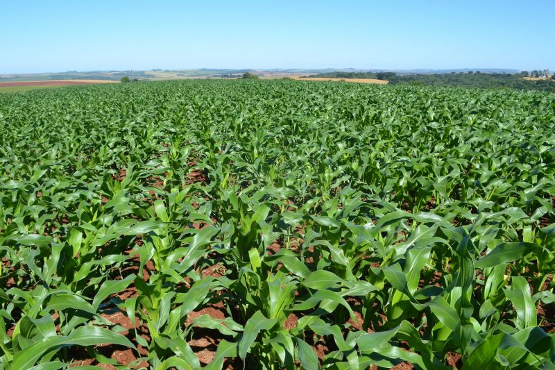 Em meio à estiagem, plantio do cereal teve atraso na região de Guarapuava
