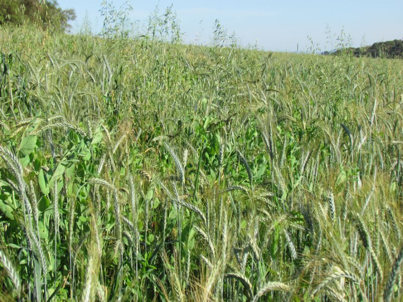 Agro sustentável: caminho de várias possibilidades