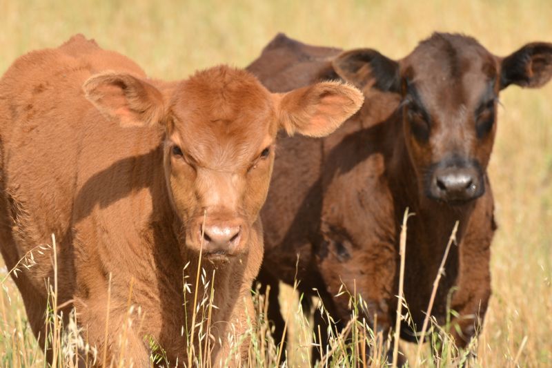 Sindicato Rural de Guarapuava emite GTA e disponibiliza formulário para atualização de rebanho