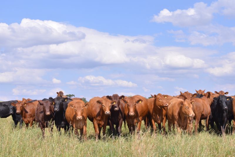 Produtor precisa atualizar o cadastro de todos os animais até 30 de novembro