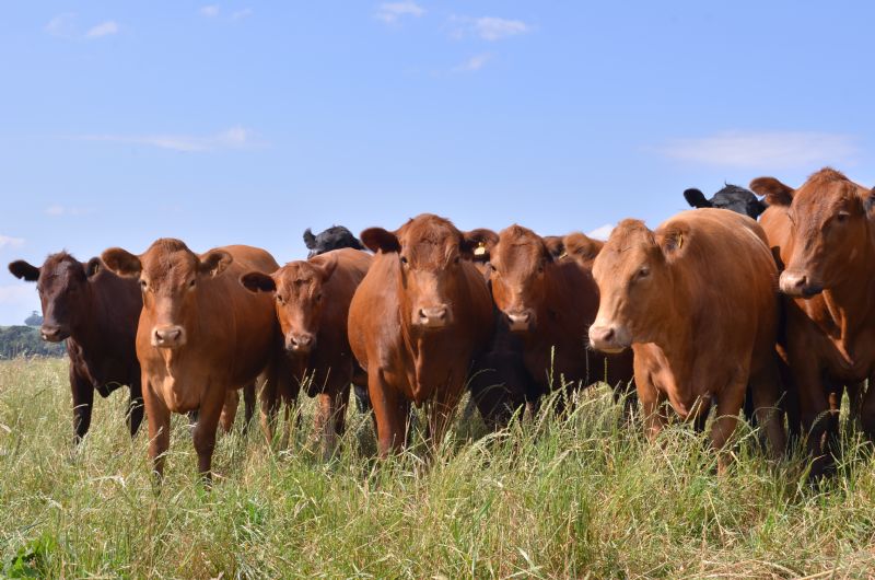 Campanha de Atualização de Rebanhos no Paraná termina hoje (30)