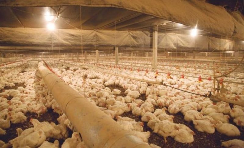 FAEP pede inclusão da Tarifa Rural Noturna no orçamento de 2021