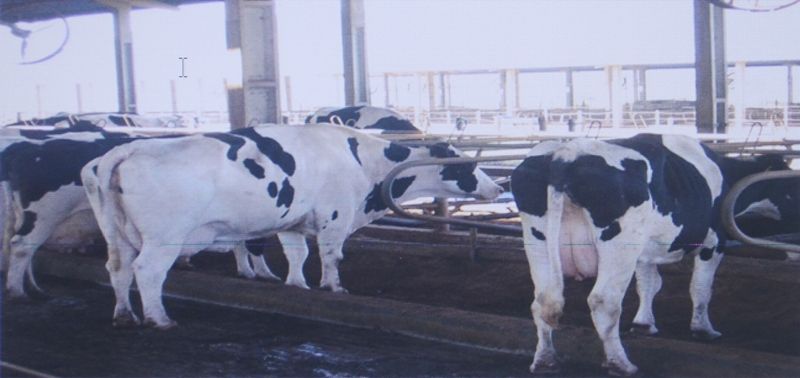 CowSignals e o conforto das vacas