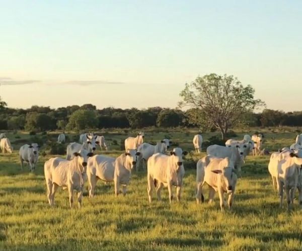 Com suplementação adequada, IATF e genética, fazenda em Tocantins alcança 84% de índice de prenhez e garante lucratividade