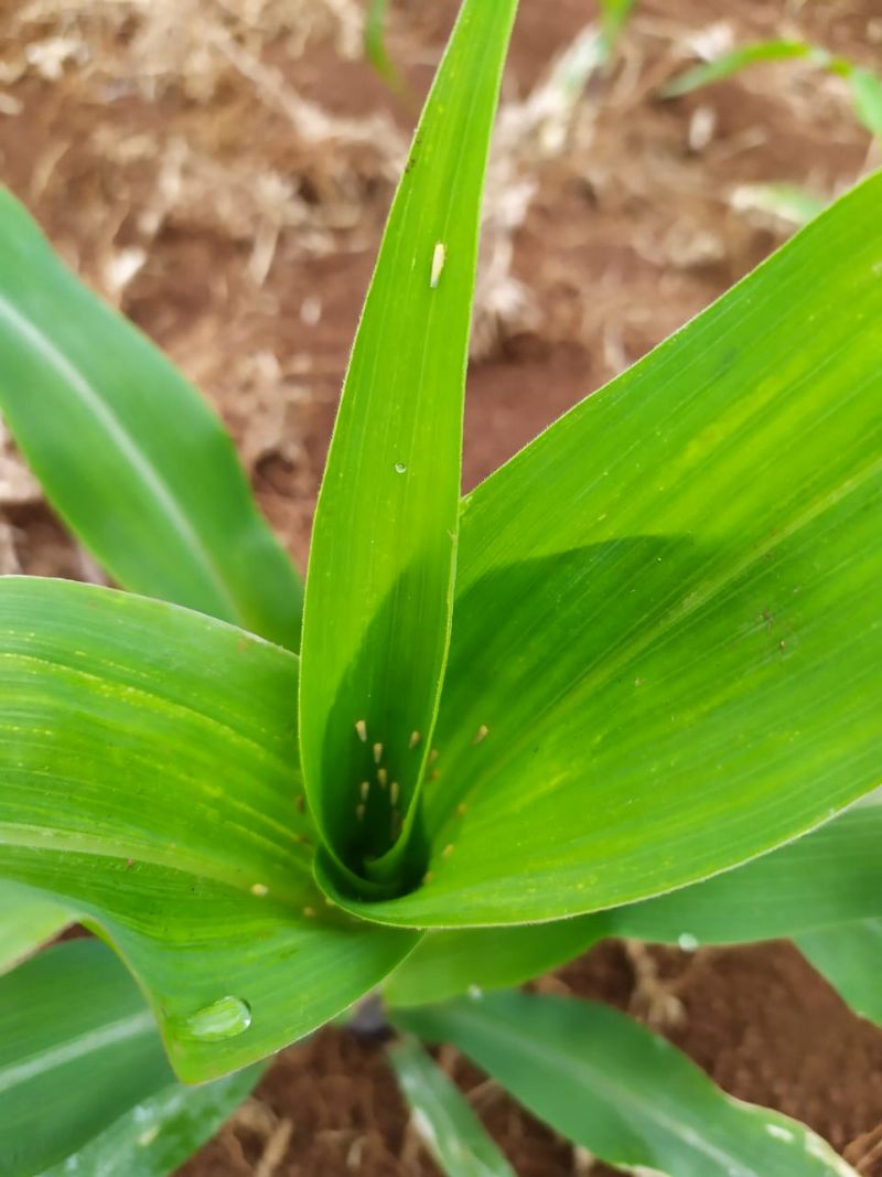 Cigarrinha: controle exige diversas táticas
