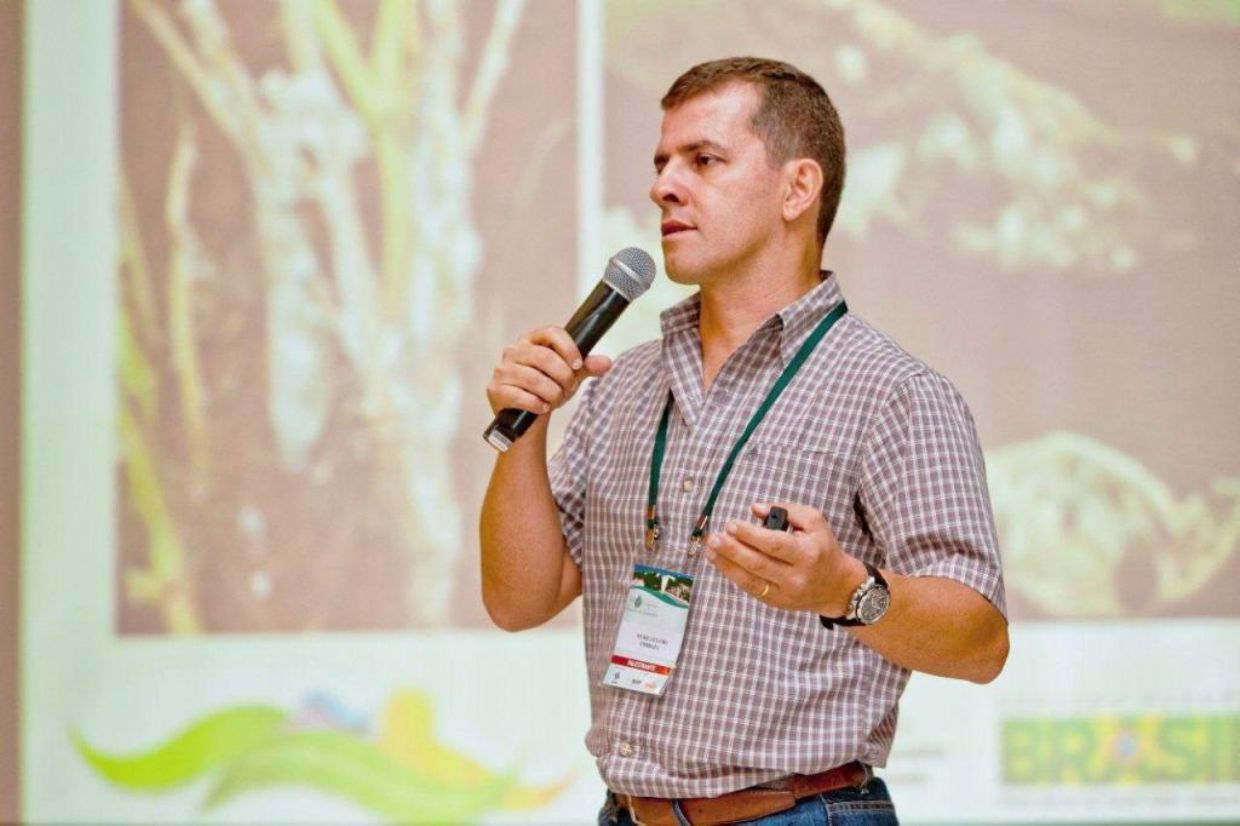 Como diferentes sistemas podem beneficiar o produtor no manejo de doenças e pragas na cultura do feijão