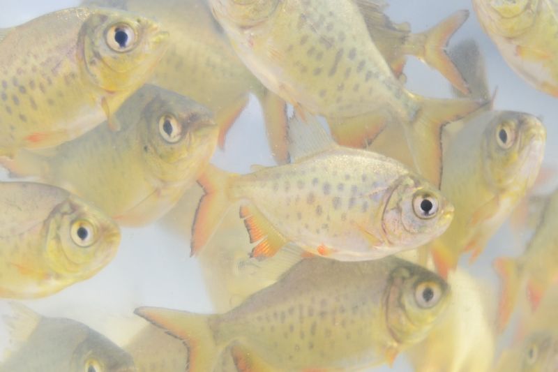 Encomende alevinos no Sindicato Rural