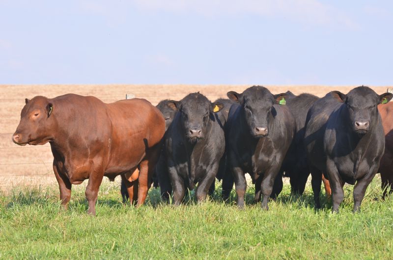 Sindicato Rural mobiliza reunião de custo de produção de bovinocultura de corte
