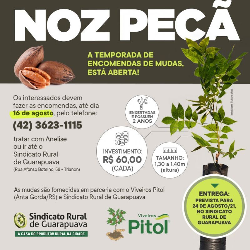  Faça sua encomenda de Nogueira Pecã no Sindicato Rural até o dia 16/08