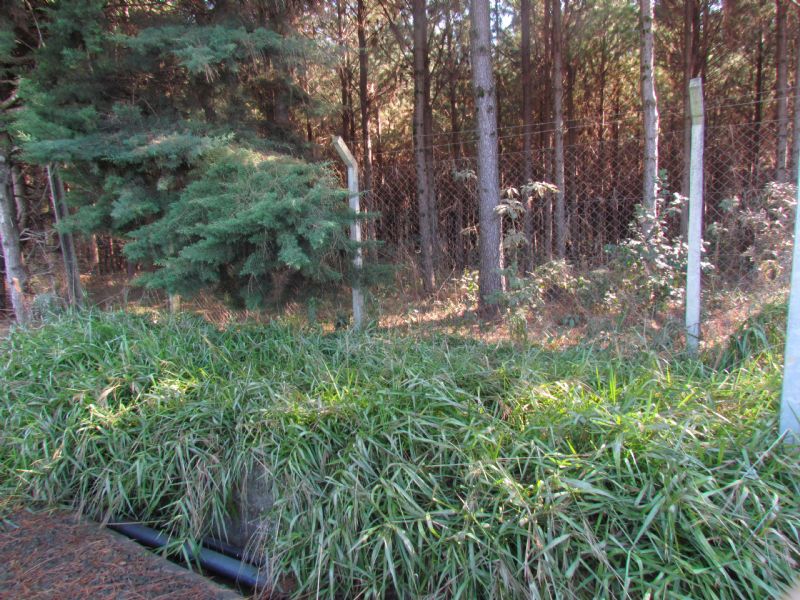 Missioneira-gigante: forragem adaptada à áreas sombreadas e clima frio