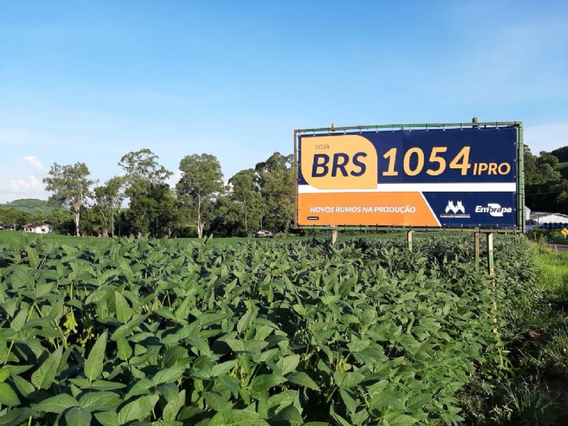 BRS 1054IPRO - NOVOS RUMOS NA PRODUÇÃO!