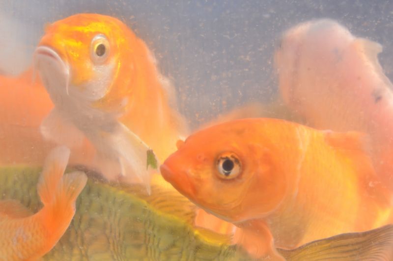 Ainda dá tempo de encomendar alevinos!