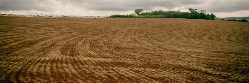 Vazio sanitário no Paraná  começa em 10 de junho