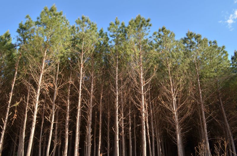 Klabin busca parceria com proprietários rurais