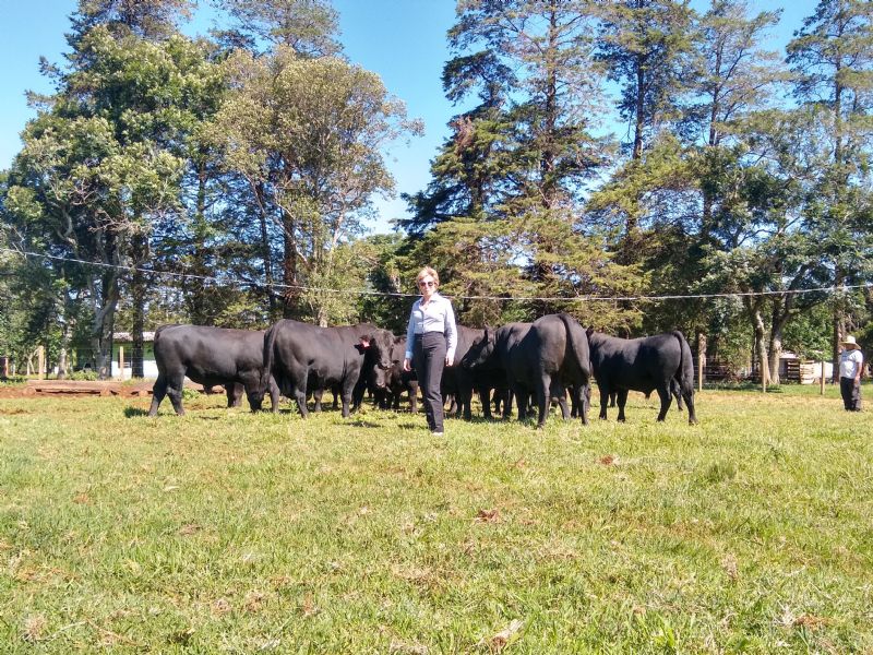 Empresa contrata touro de propriedade em Candói, para comercialização de sêmen.