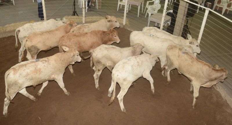 Feira de Bezerros foi considerada um sucesso pelos organizadores