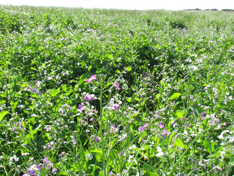 Agricultura regenerativa ganha reforço com a chegada de mixes de plantas de cobertura