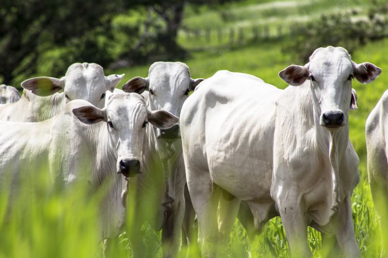 Simpósio sobre bem-estar animal será transmitido on-line nesta terça-feira, 11