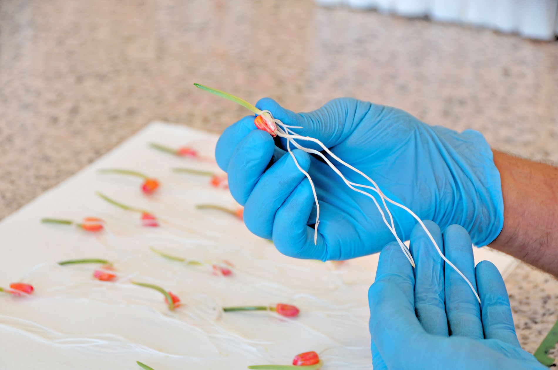 Sementes de milho mais tolerantes ao estresse hídrico trazem melhores resultados em condições de seca ou chuvas intensas