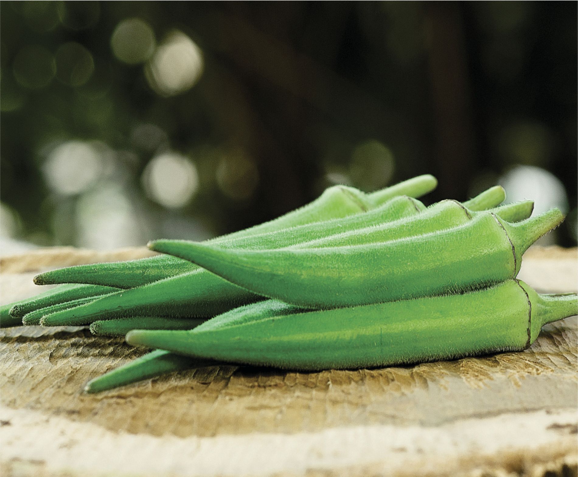 Quiabo precoce oferece vantagem competitiva ao produtor rural