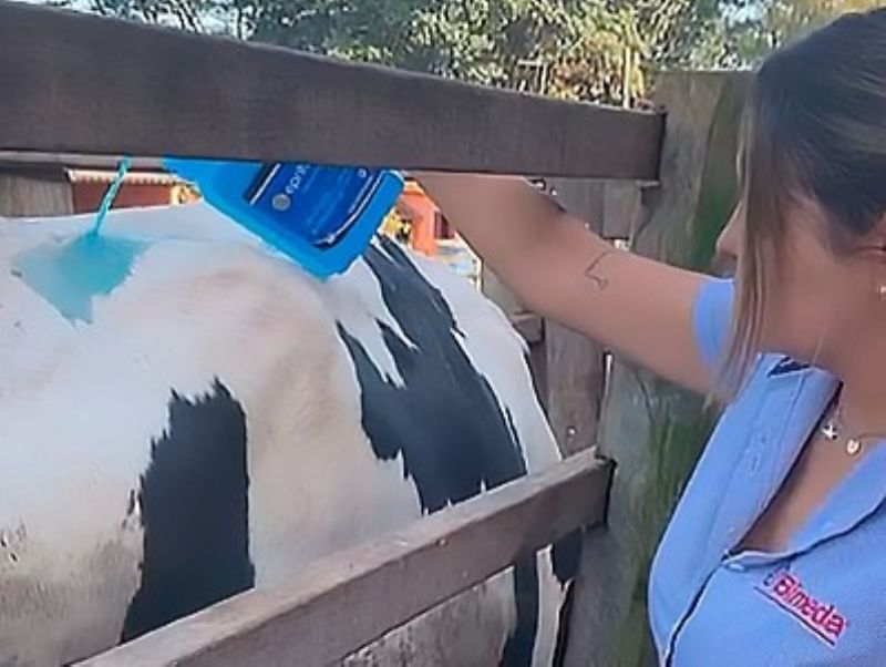 Soluções para sanidade do rebanho são destaques da Bimeda no Feedlot Summit Brazil
