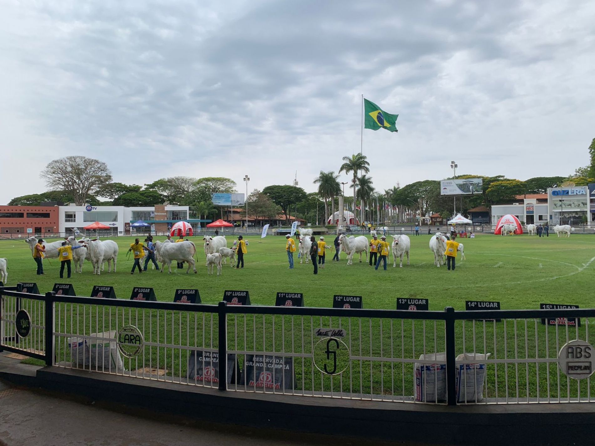 Expoinel, maior exposição brasileira da raça Nelore, acontece de 13 a 20 de outubro em Uberaba (MG)