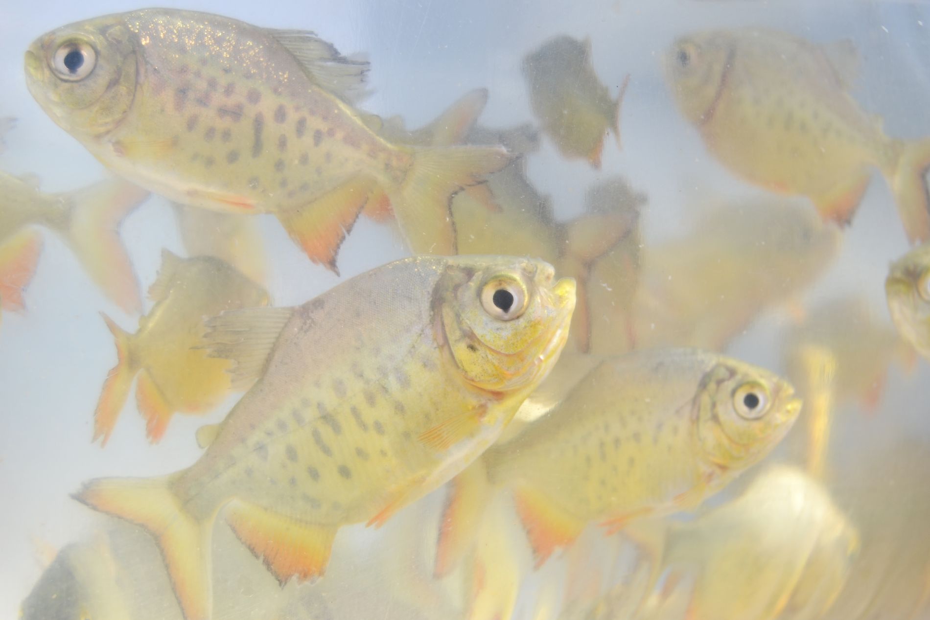 Ainda há tempo para encomendar alevinos no Sindicato Rural: próxima entrega é sexta-feira, 7