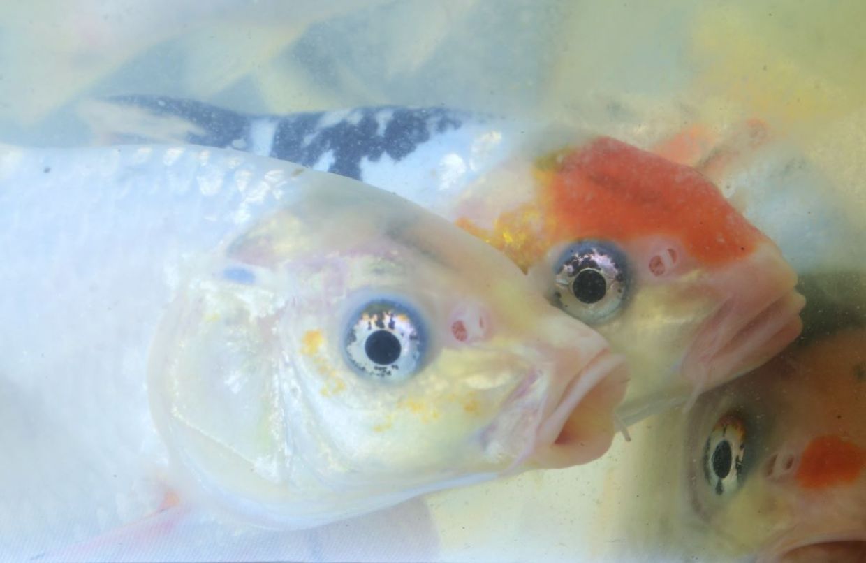 Ainda há tempo de encomendar alevinos para a entrega que acontece na próxima sexta-feira