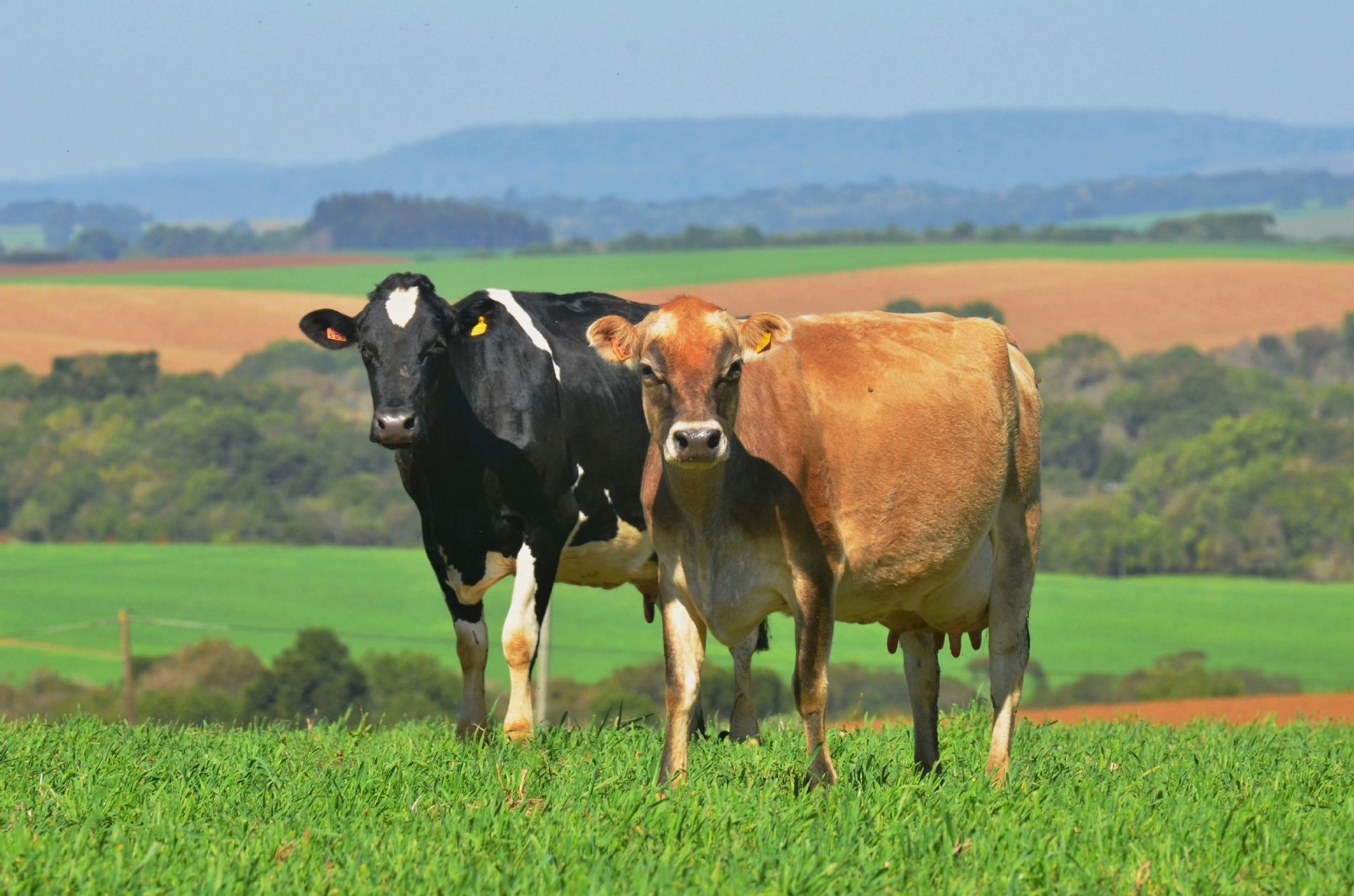 Abertas as inscrições para a Assistência Técnica em Pecuária Leiteira
